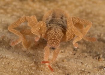 Media type: image; Invertebrate Zoology 143922